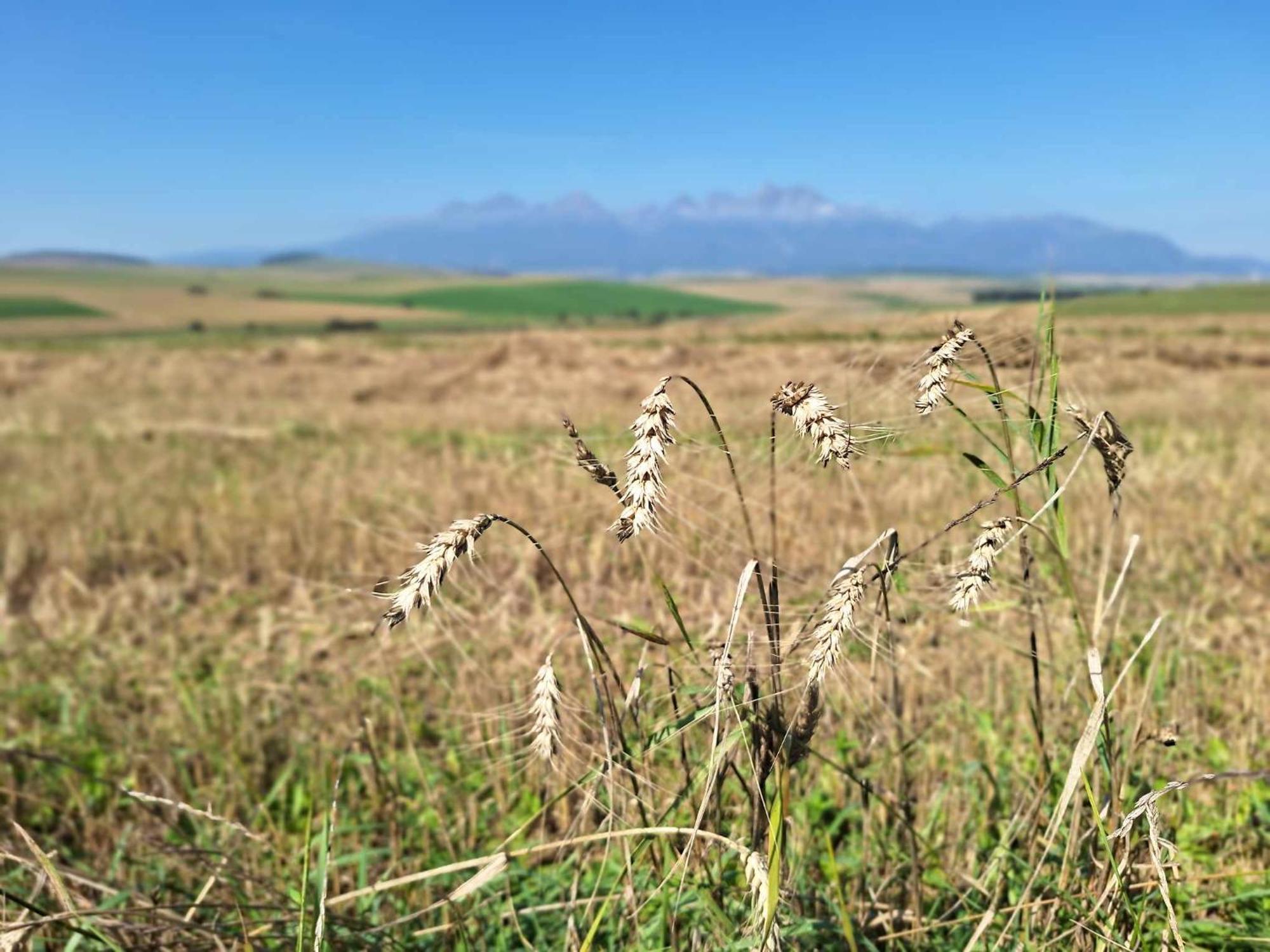 Apartmány Zaky Vrbov Esterno foto
